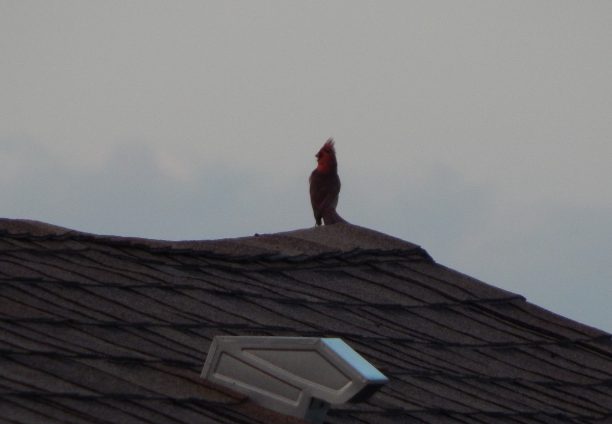 Northern Cardinal - ML636728774