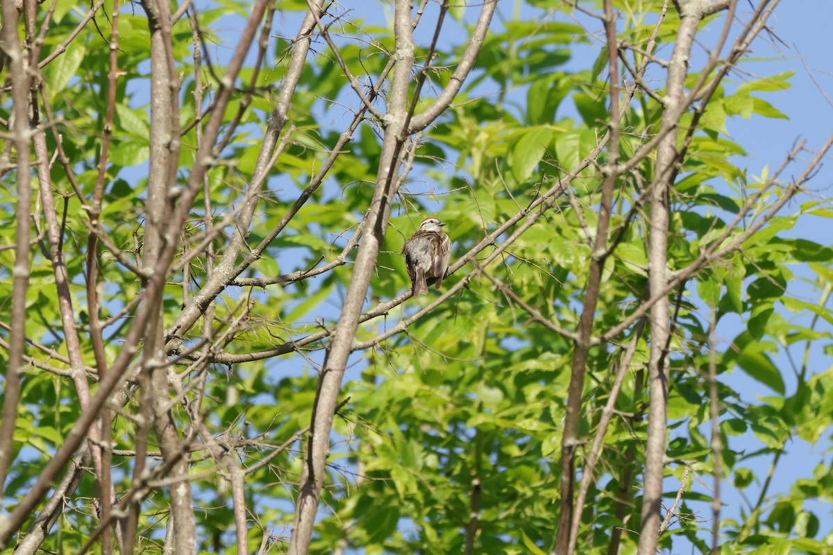 Chipping Sparrow - ML636728781