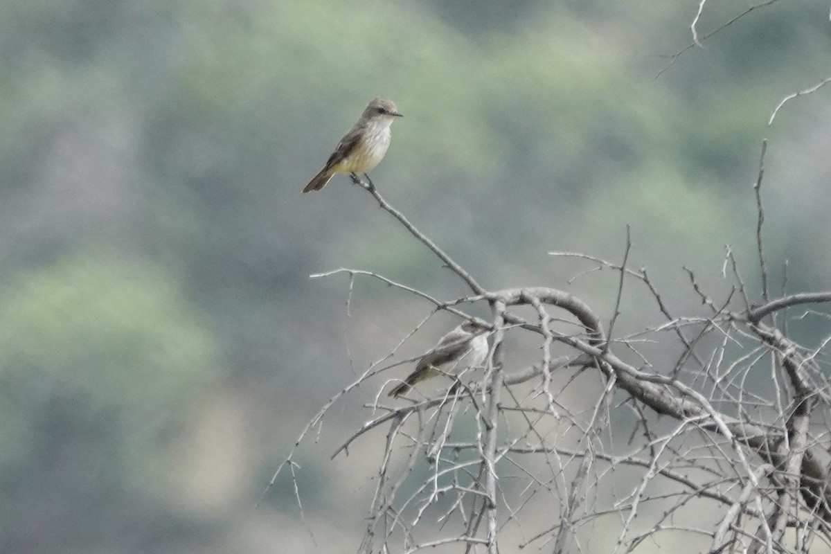Vermilion Flycatcher - ML636728784