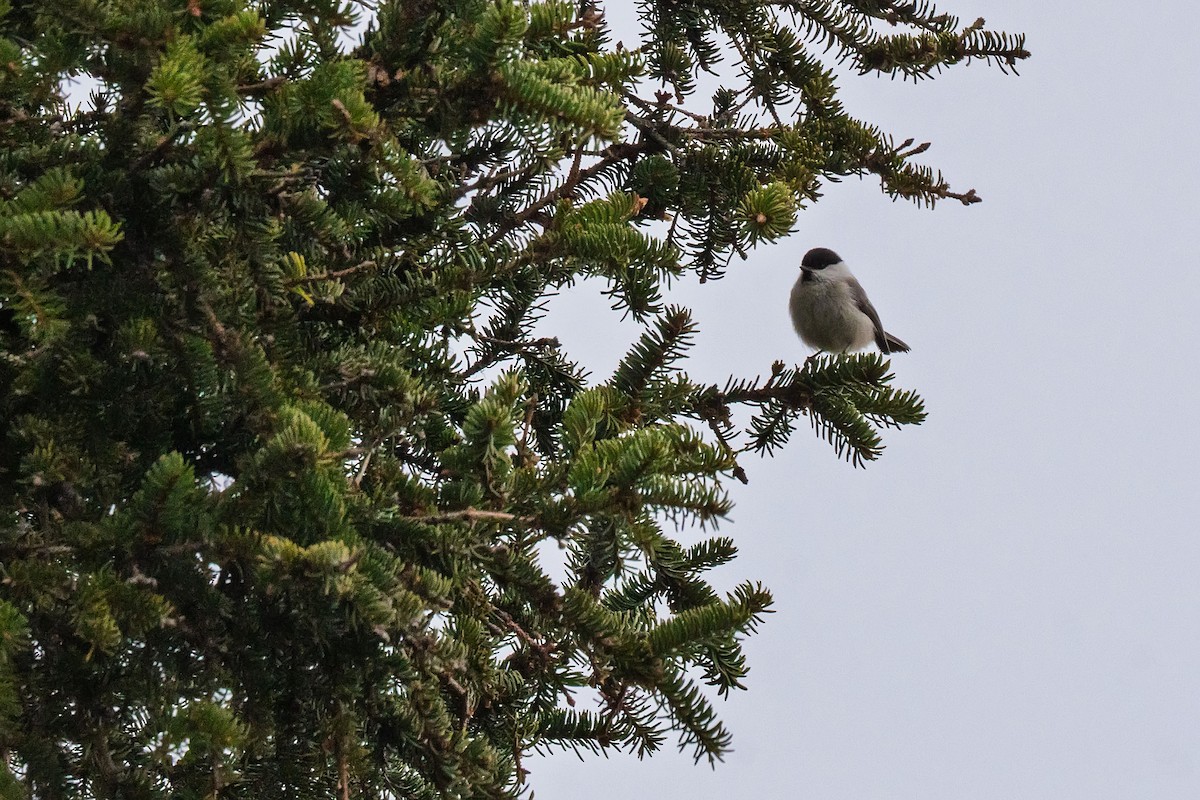 Gray-headed Chickadee - ML636728844