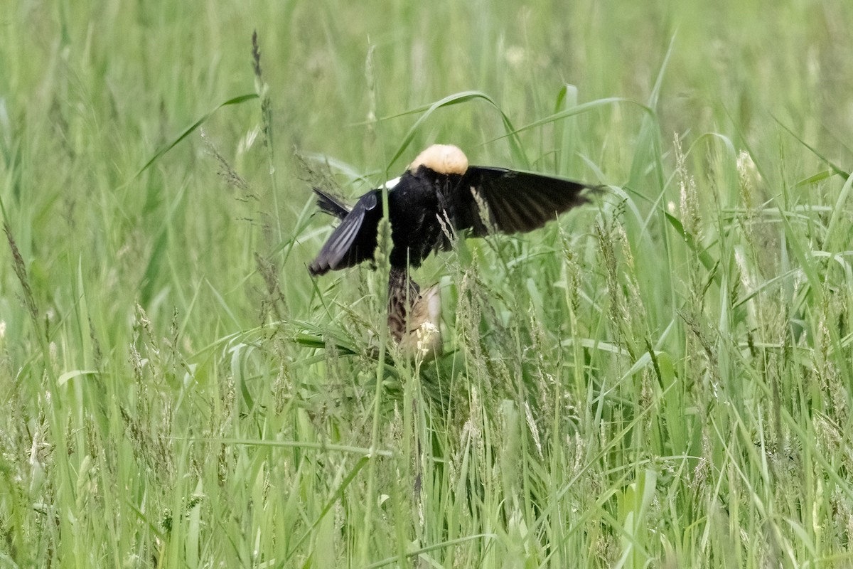 Bobolink - ML636728921