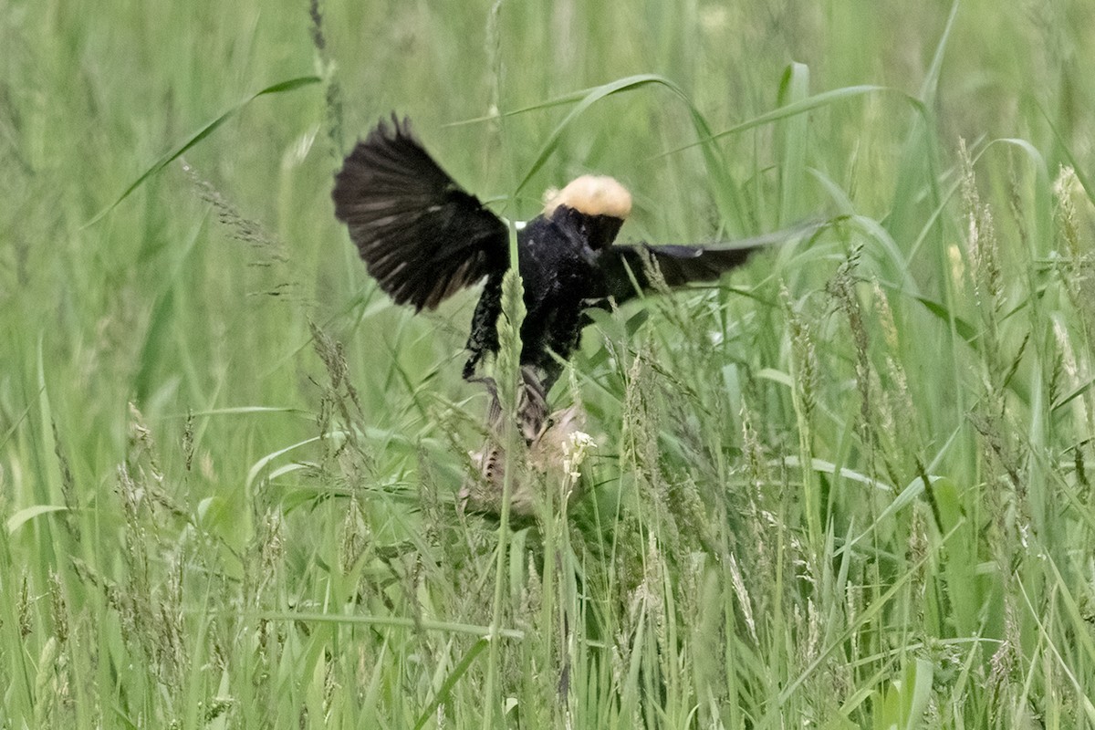 Bobolink - ML636728922