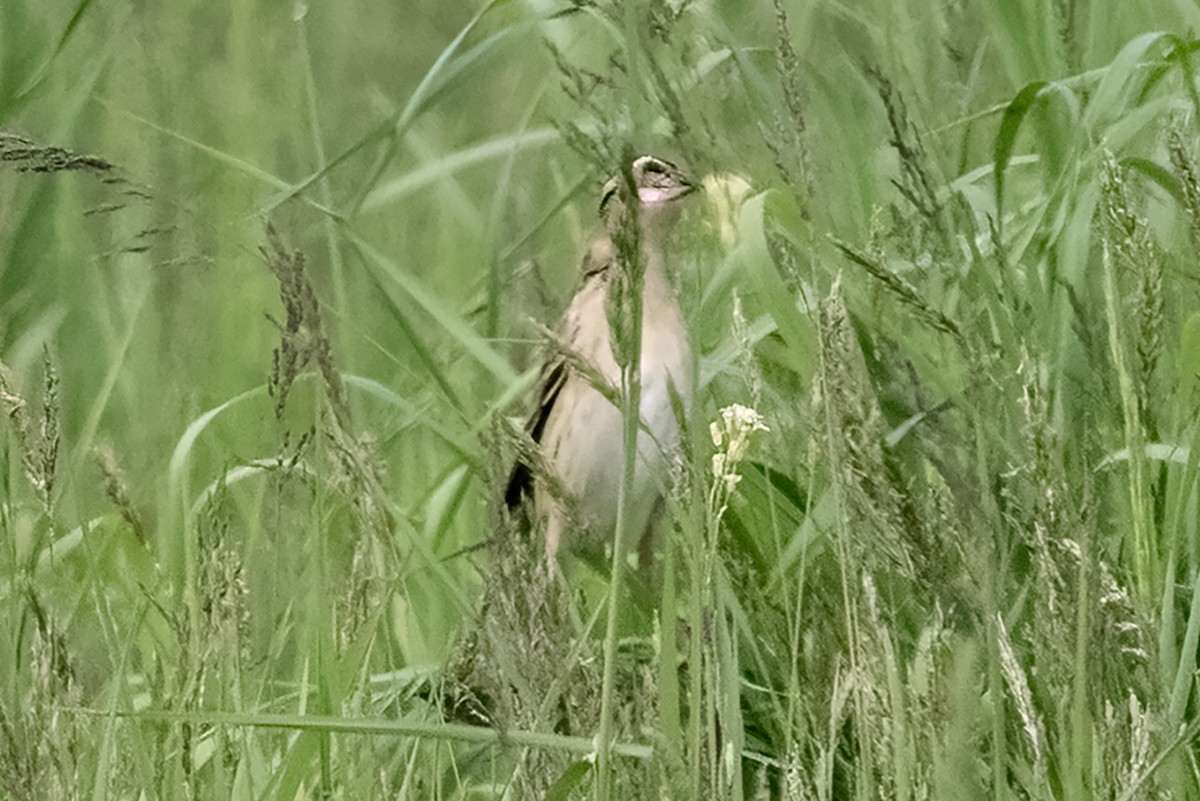 Bobolink - ML636728923