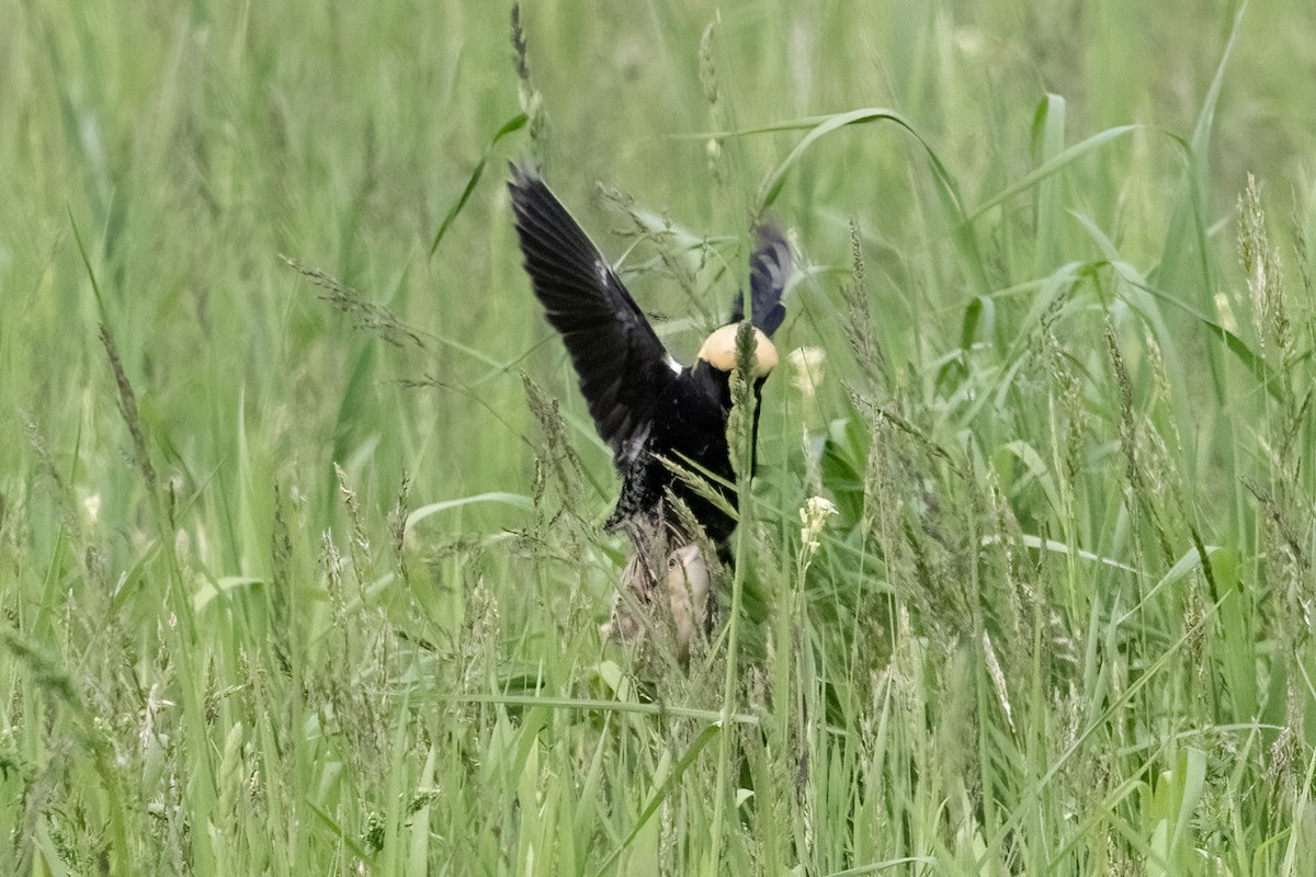 Bobolink - ML636728924