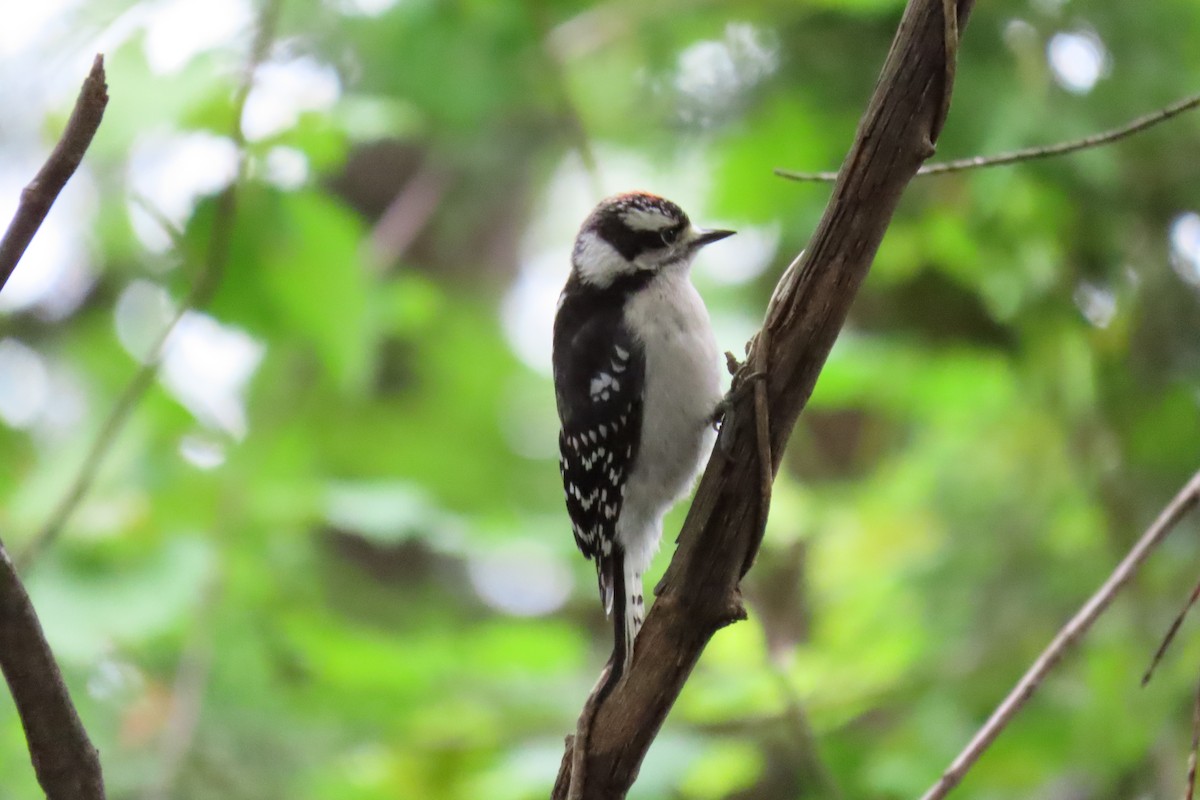 Downy Woodpecker - ML636728937