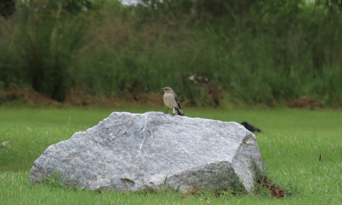 Northern Mockingbird - ML636728941