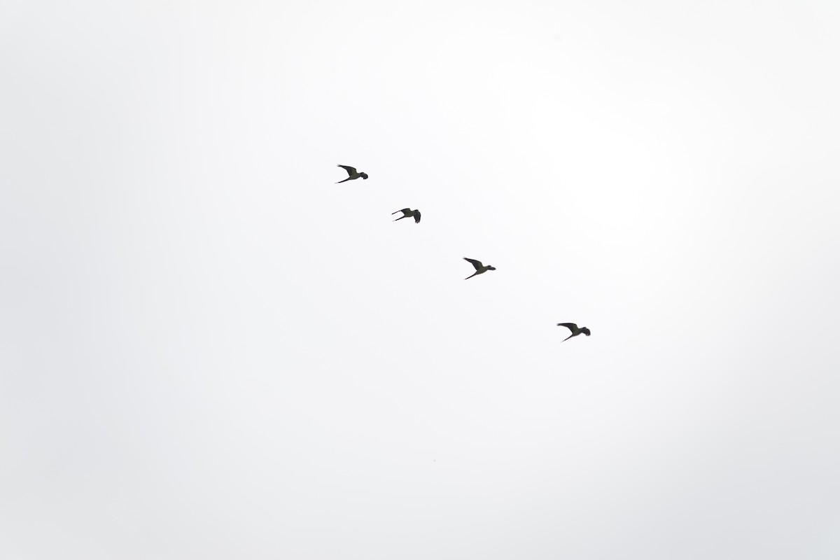 クロガミインコ - ML636728960