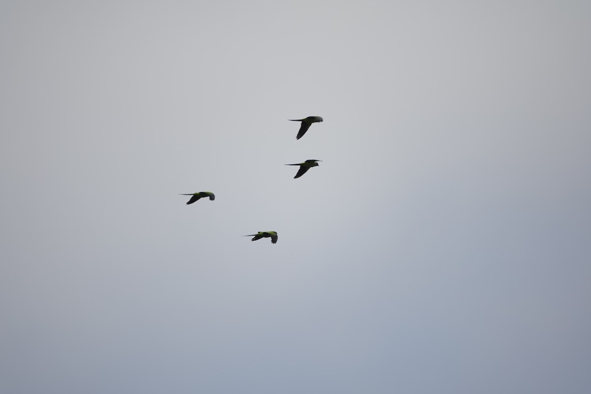 クロガミインコ - ML636728961