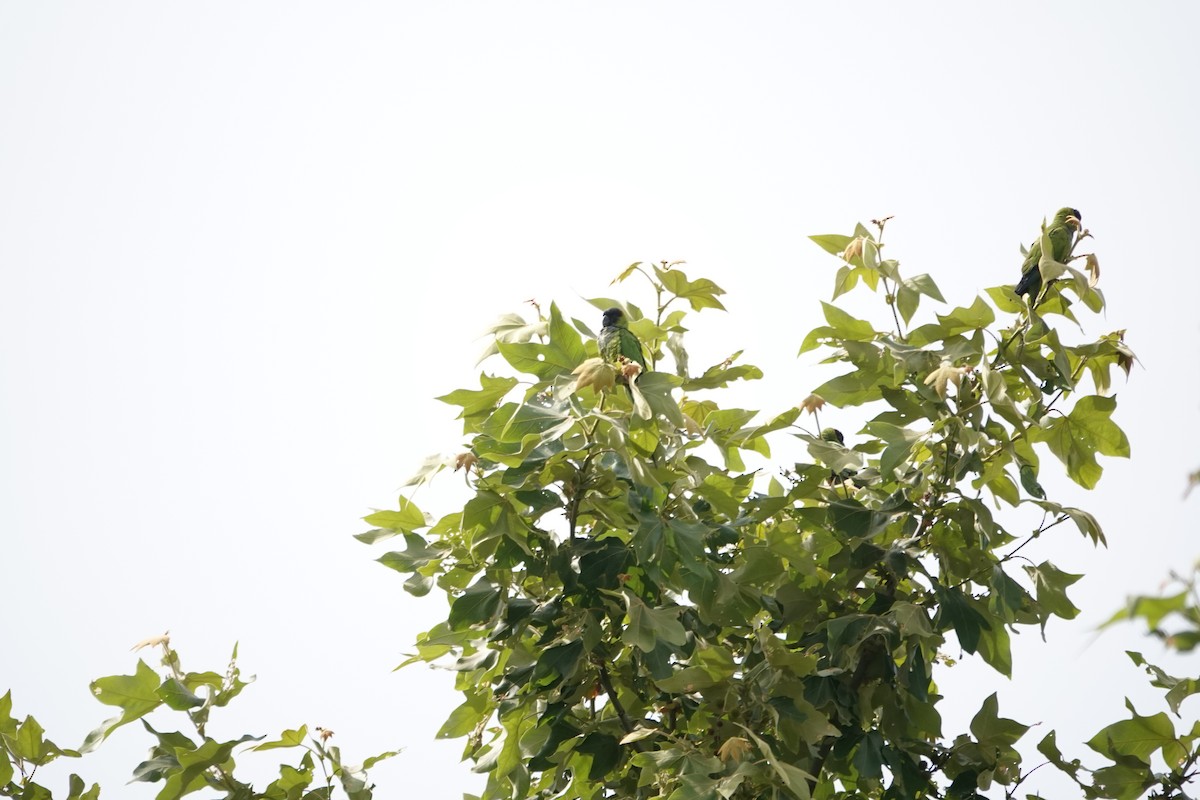 クロガミインコ - ML636728962