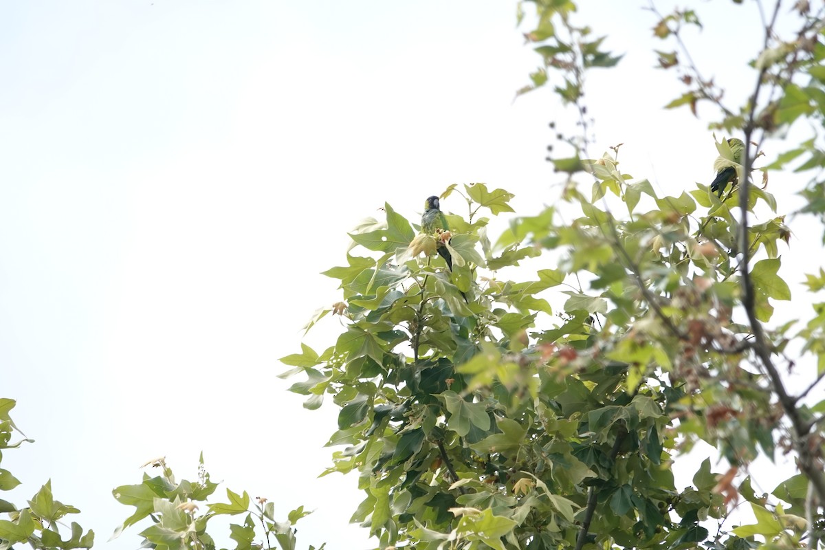 クロガミインコ - ML636728963