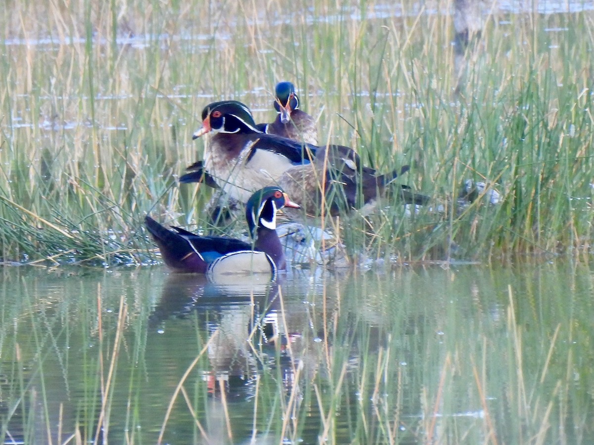 Wood Duck - ML636728976