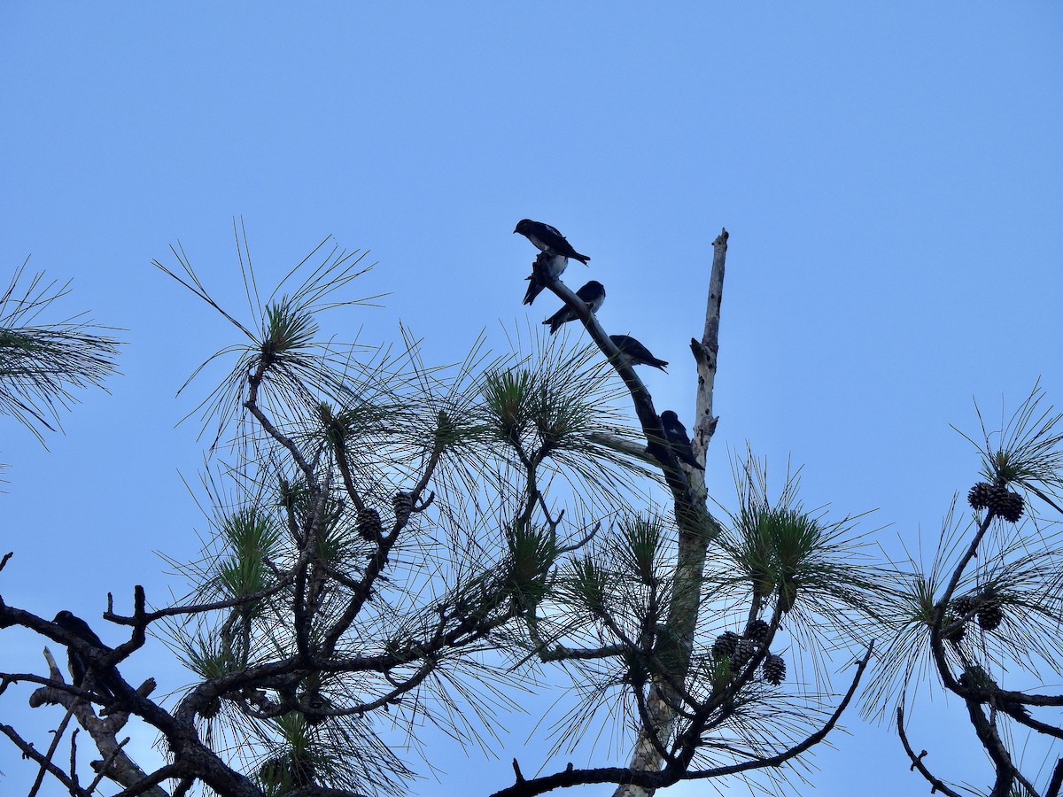 Purple Martin - ML636728990