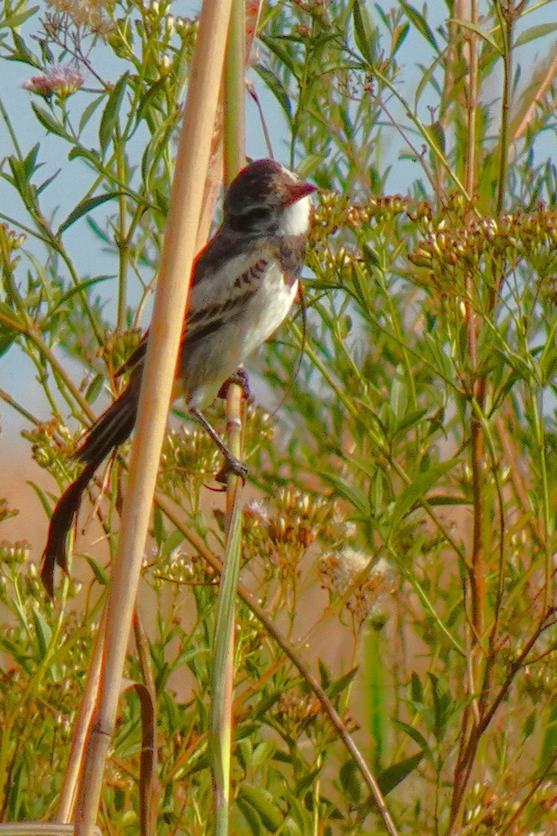 Strange-tailed Tyrant - ML636729024