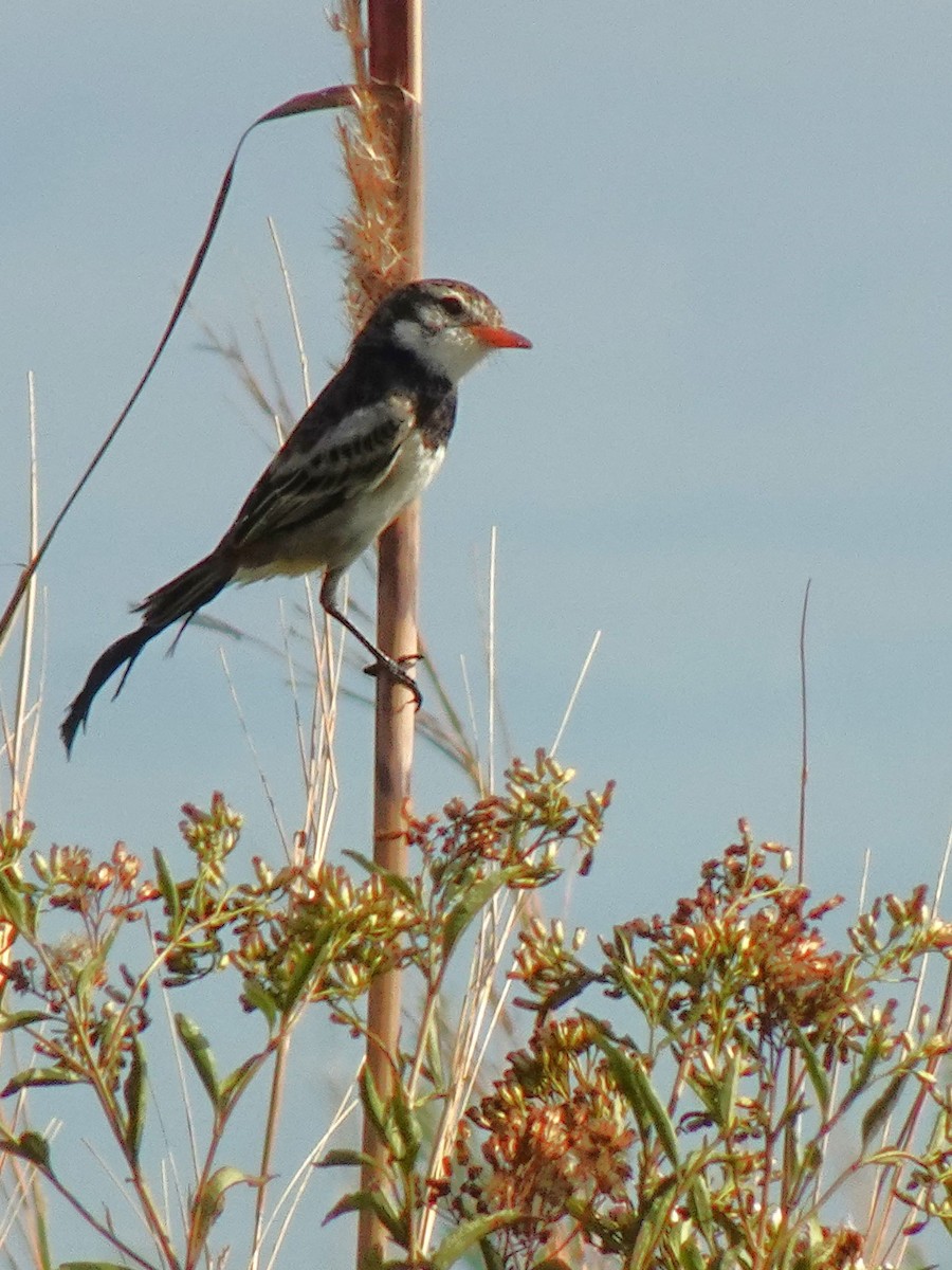 Strange-tailed Tyrant - ML636729025