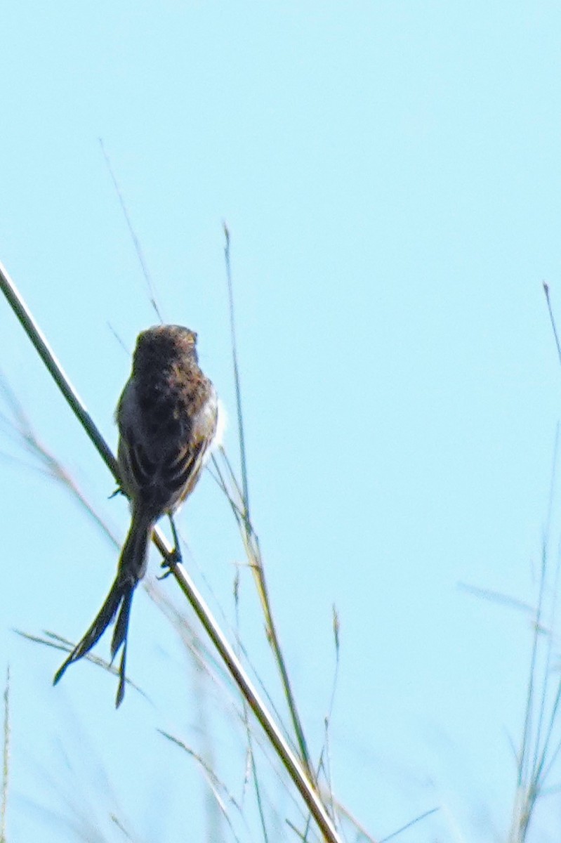 Strange-tailed Tyrant - ML636729026