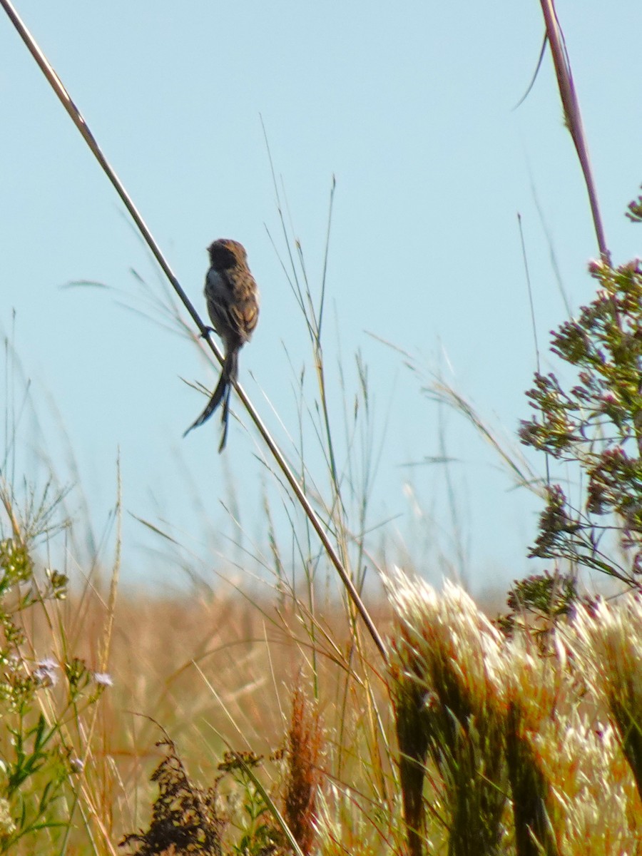 Strange-tailed Tyrant - ML636729027