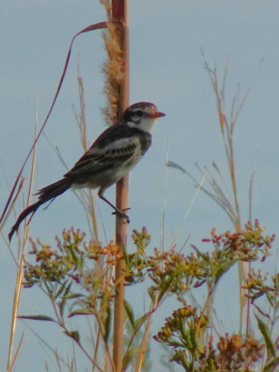 Strange-tailed Tyrant - ML636729028