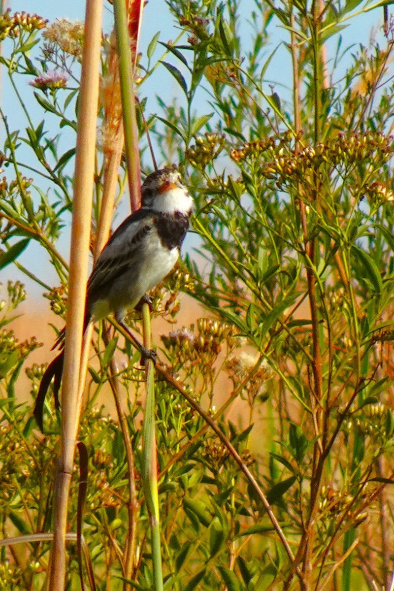 Strange-tailed Tyrant - ML636729029
