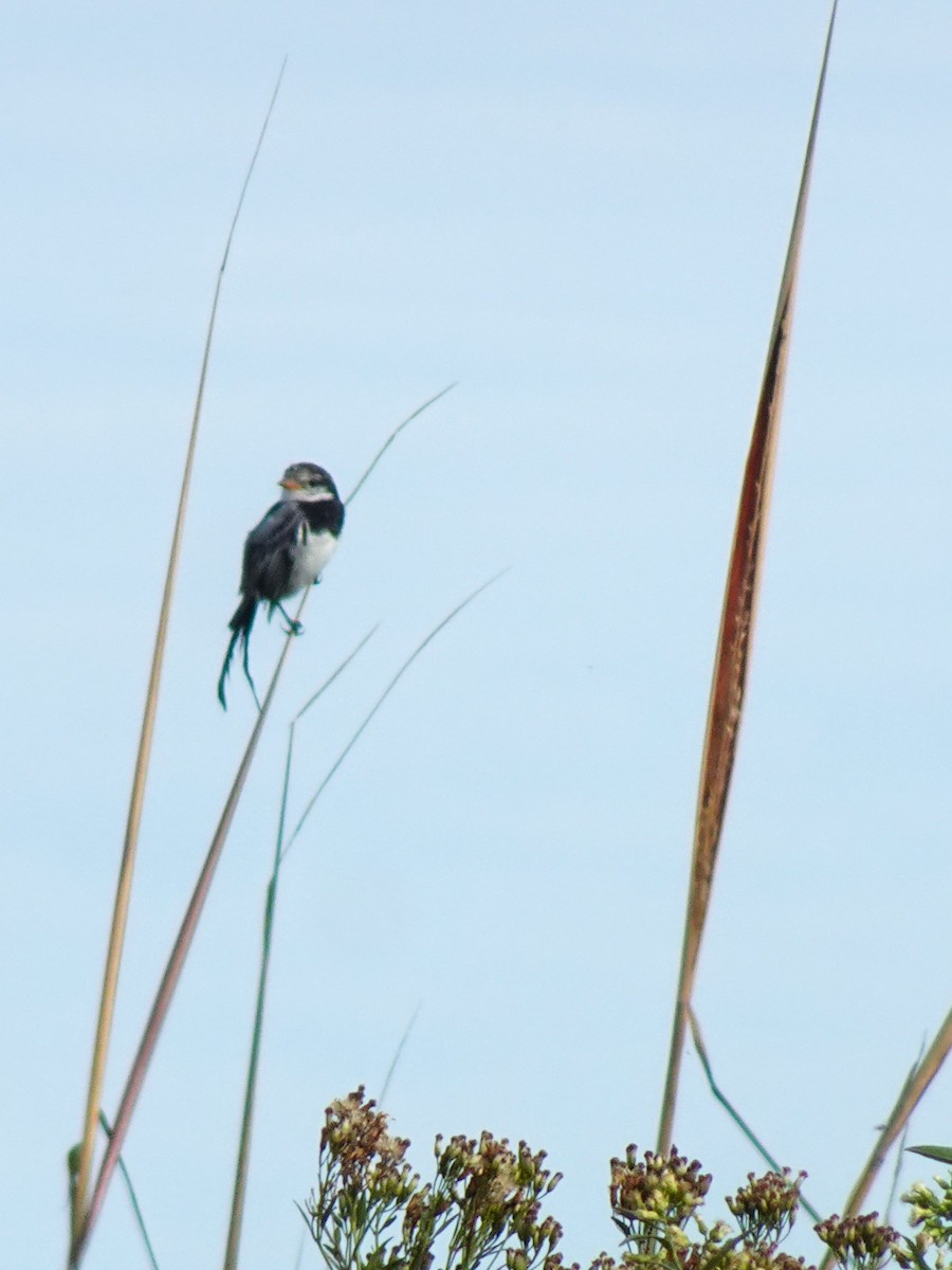 Strange-tailed Tyrant - ML636729030