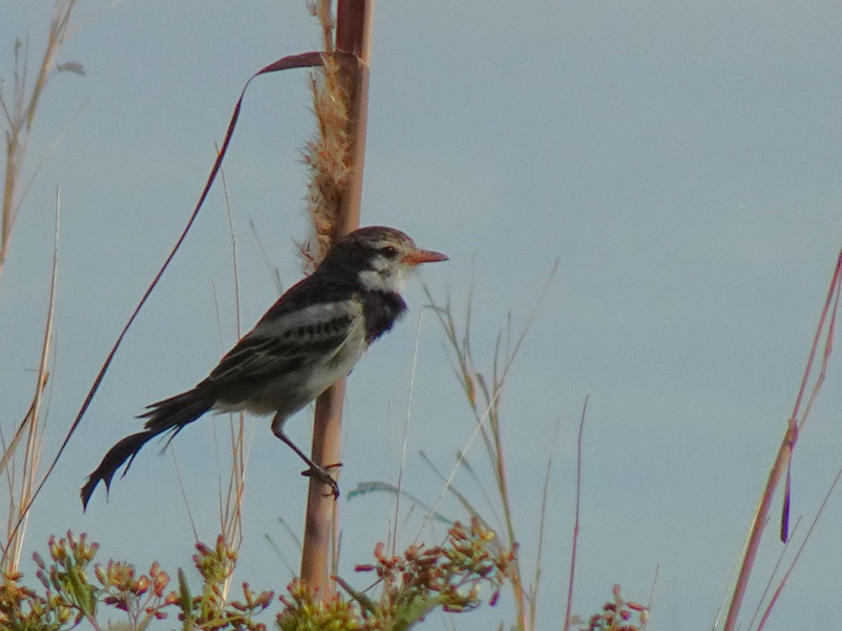 Strange-tailed Tyrant - ML636729031