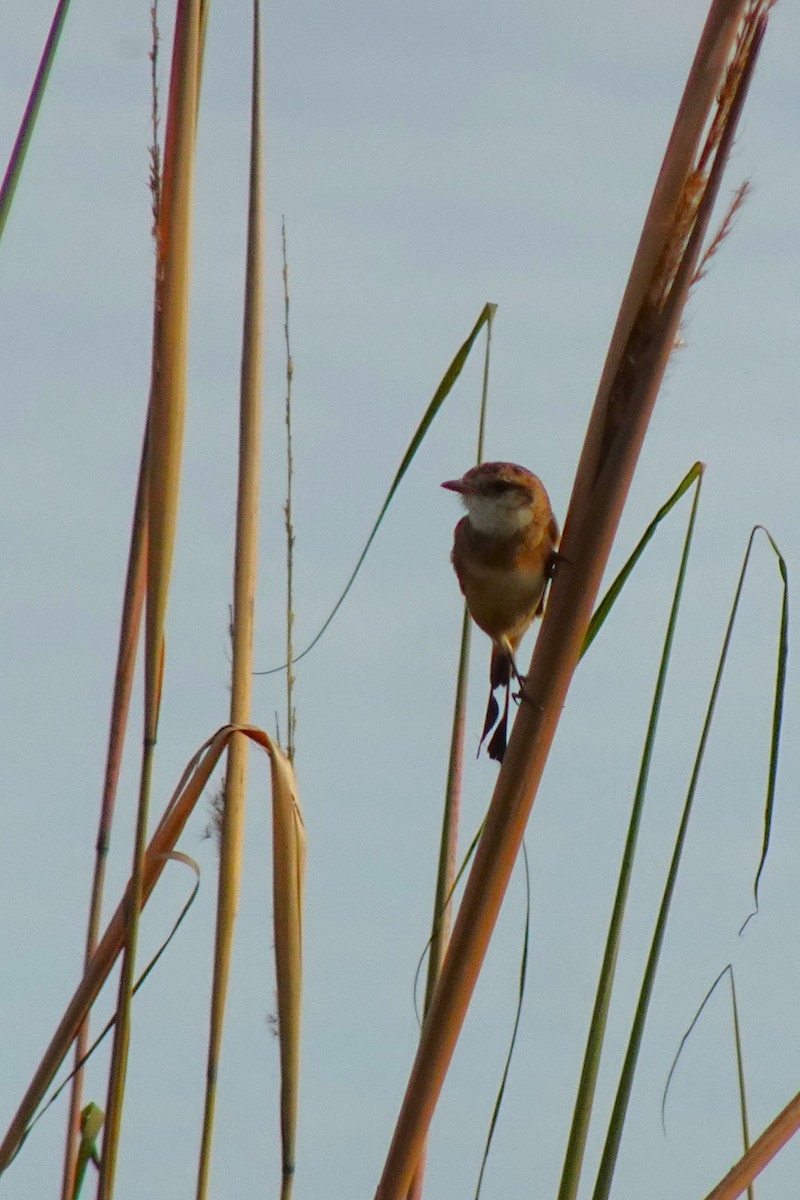 Strange-tailed Tyrant - ML636729032