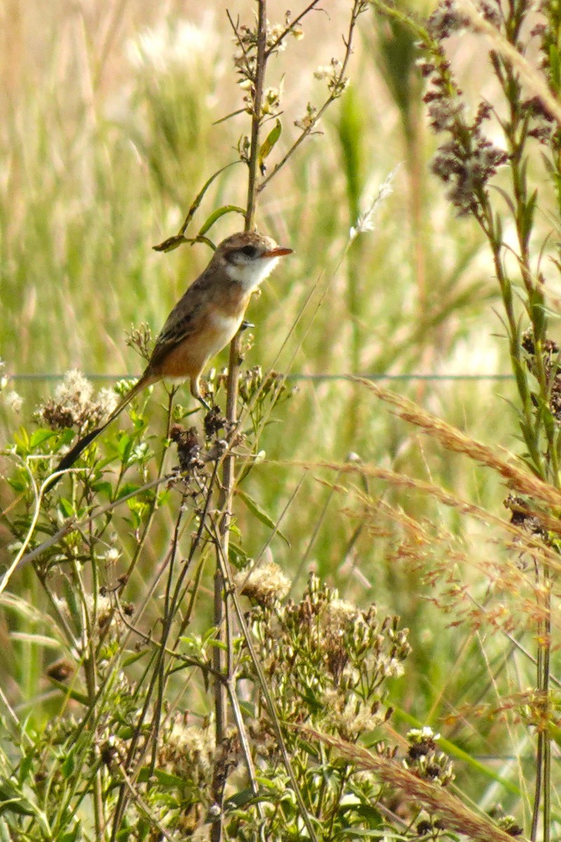 Strange-tailed Tyrant - ML636729033