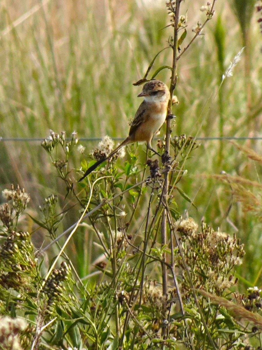 Strange-tailed Tyrant - ML636729034