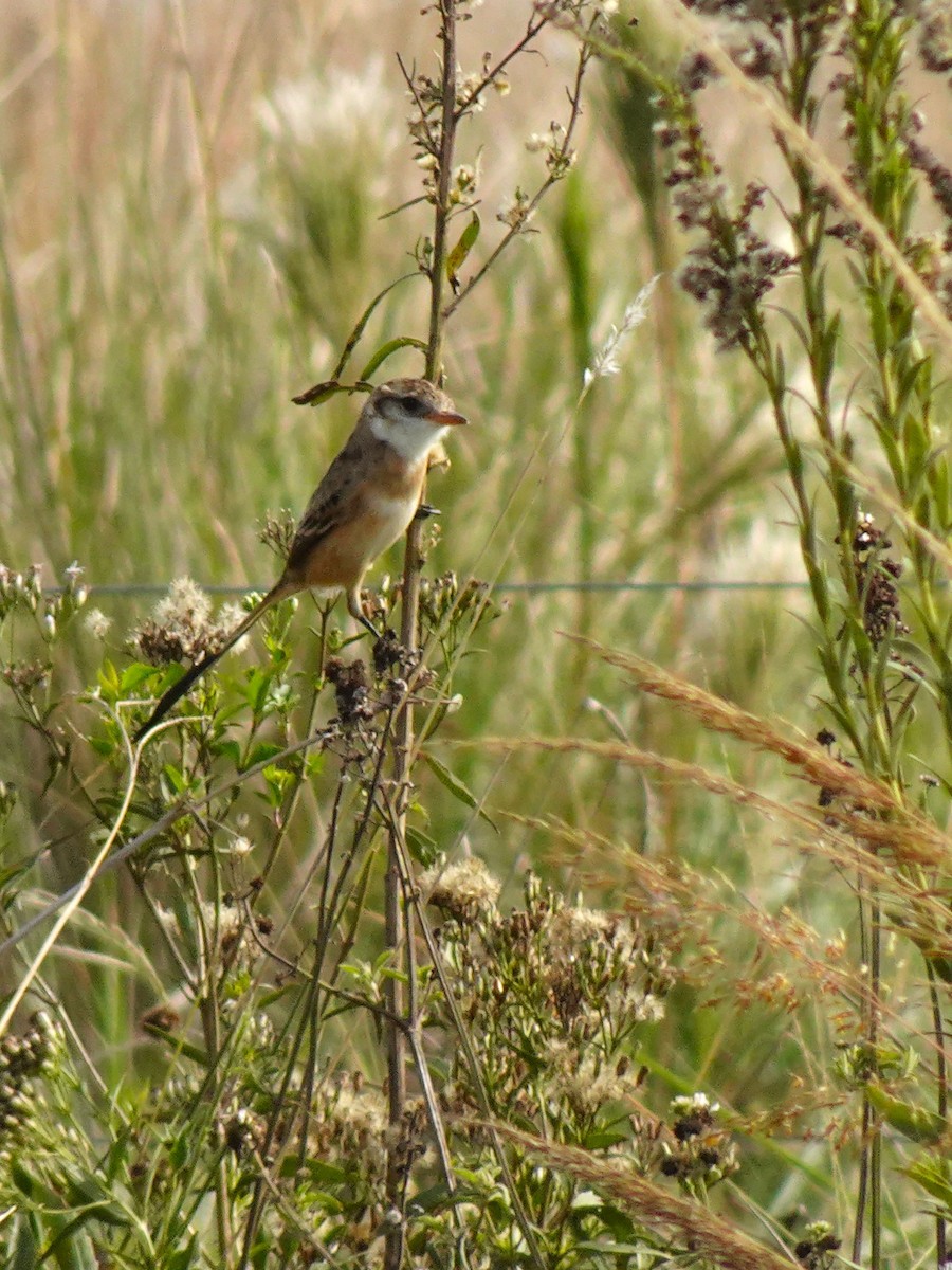 Strange-tailed Tyrant - ML636729035