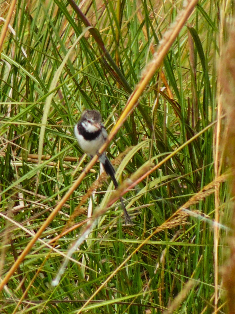 Strange-tailed Tyrant - ML636729036