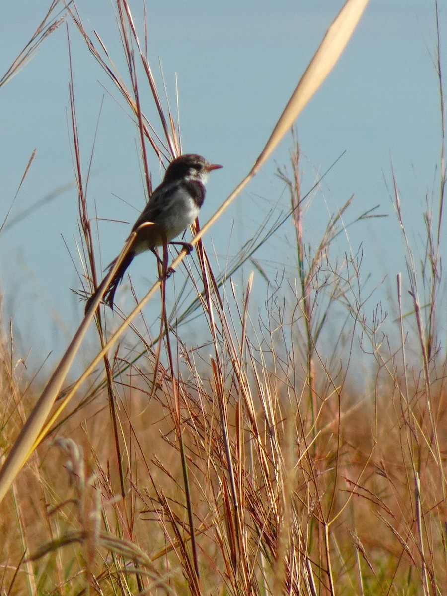 Strange-tailed Tyrant - ML636729037