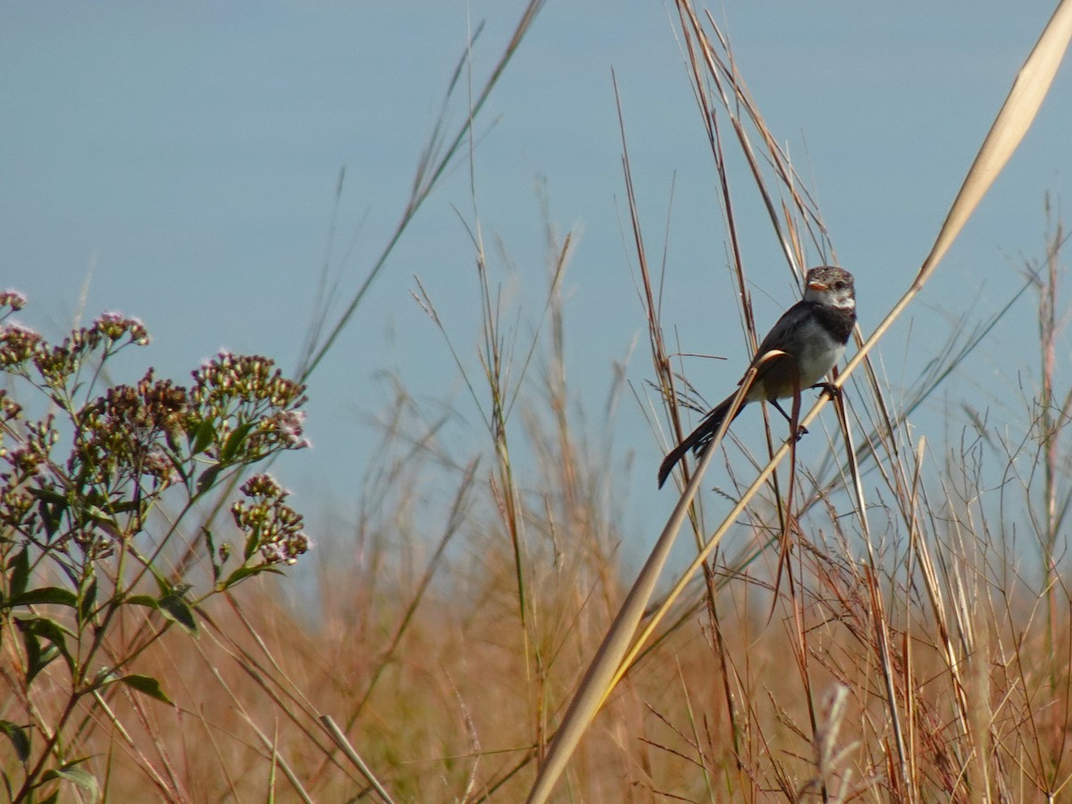 Strange-tailed Tyrant - ML636729038