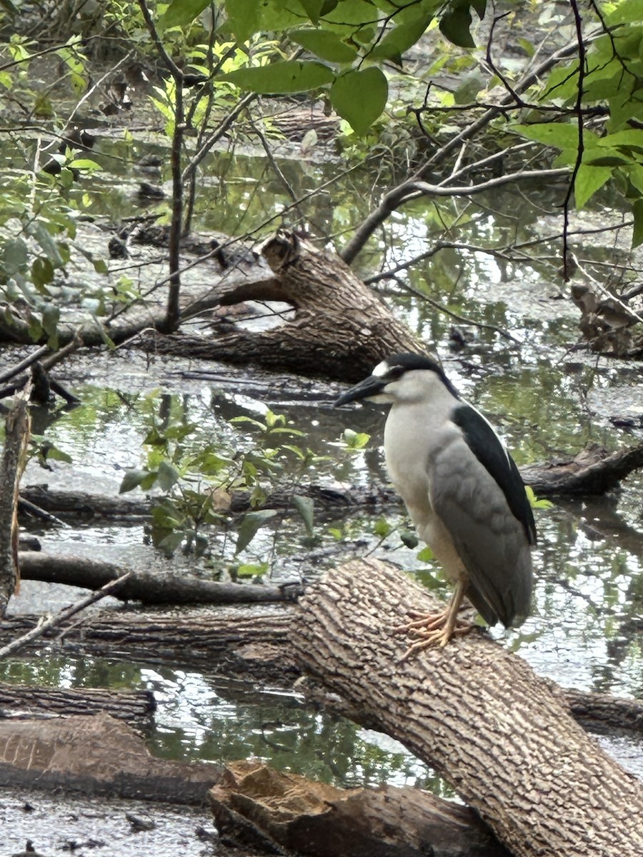Black-crowned Night Heron - ML636729042