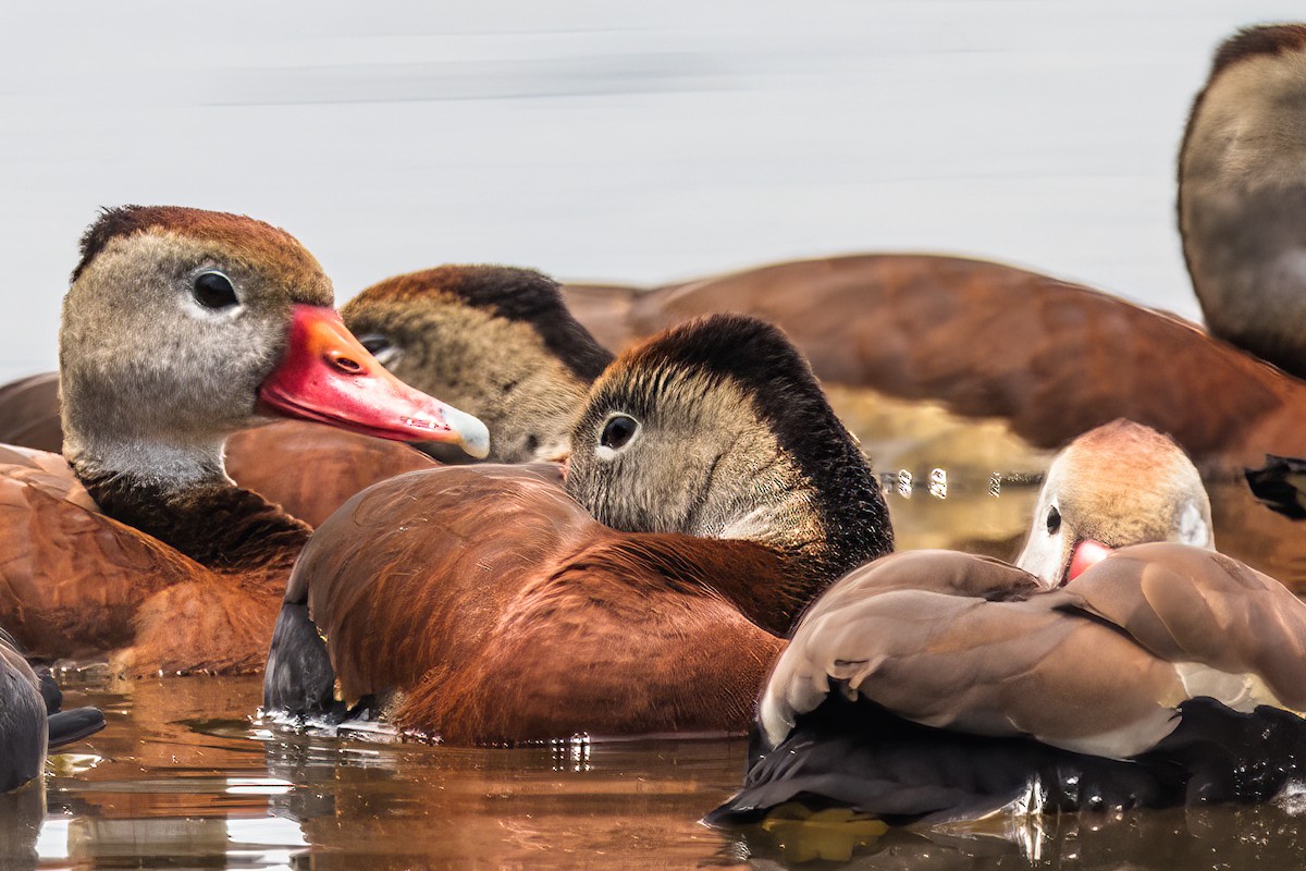 Black-bellied Whistling-Duck - ML636729053