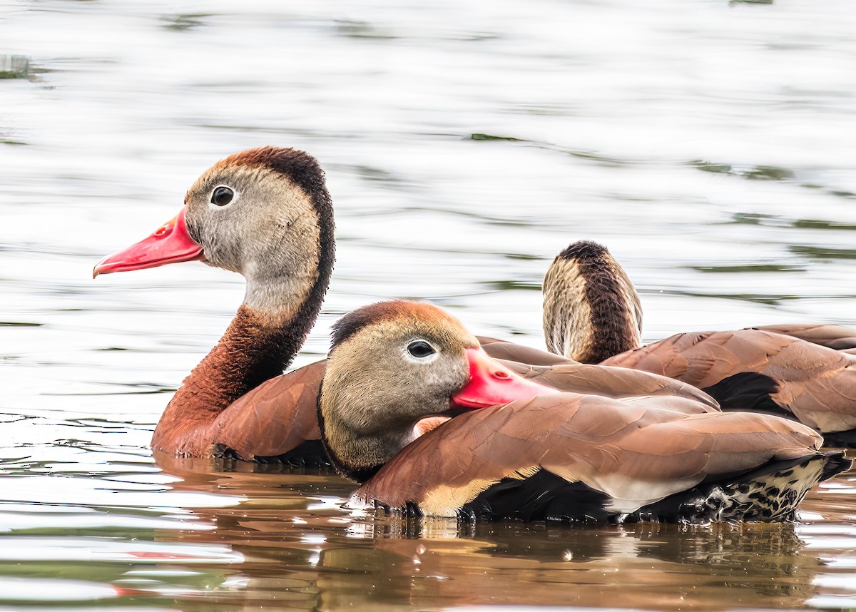 Black-bellied Whistling-Duck - ML636729055