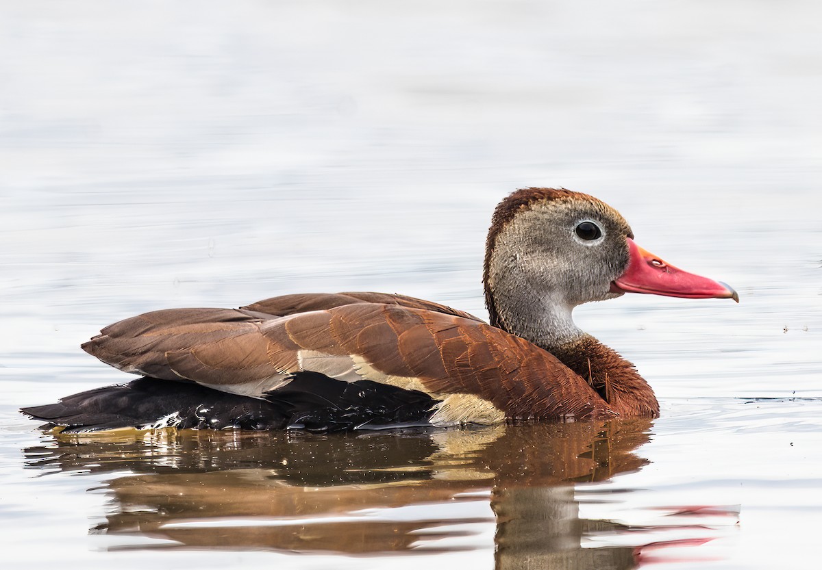 Black-bellied Whistling-Duck - ML636729056