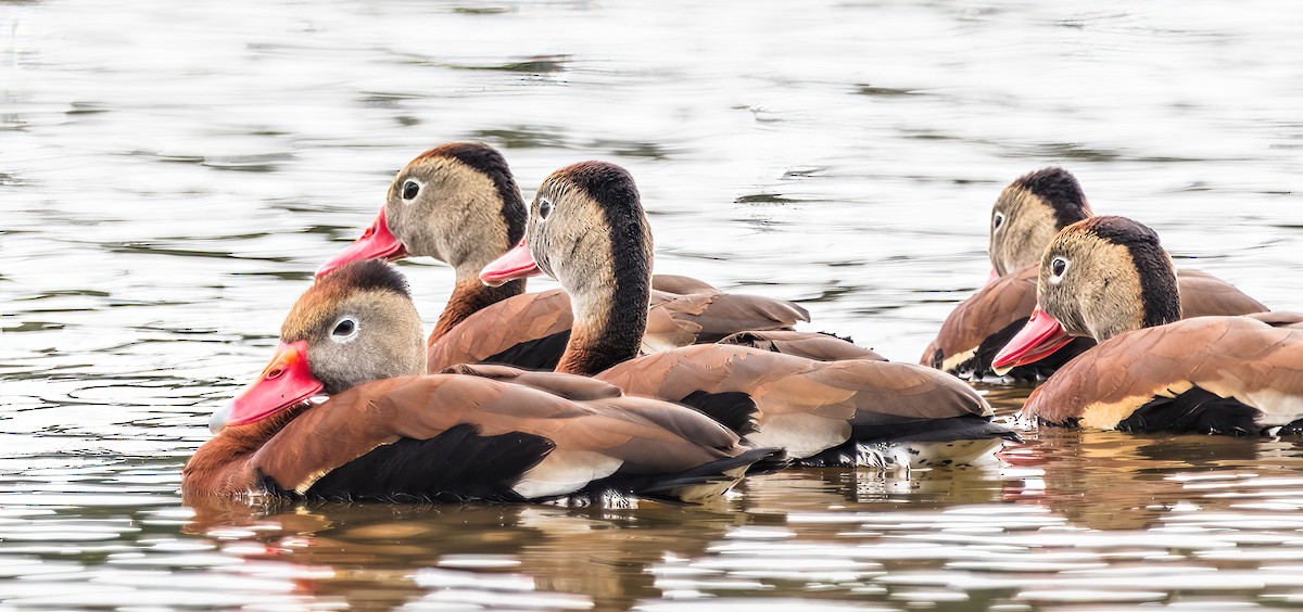 Black-bellied Whistling-Duck - ML636729057