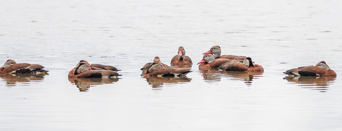 Black-bellied Whistling-Duck - ML636729059
