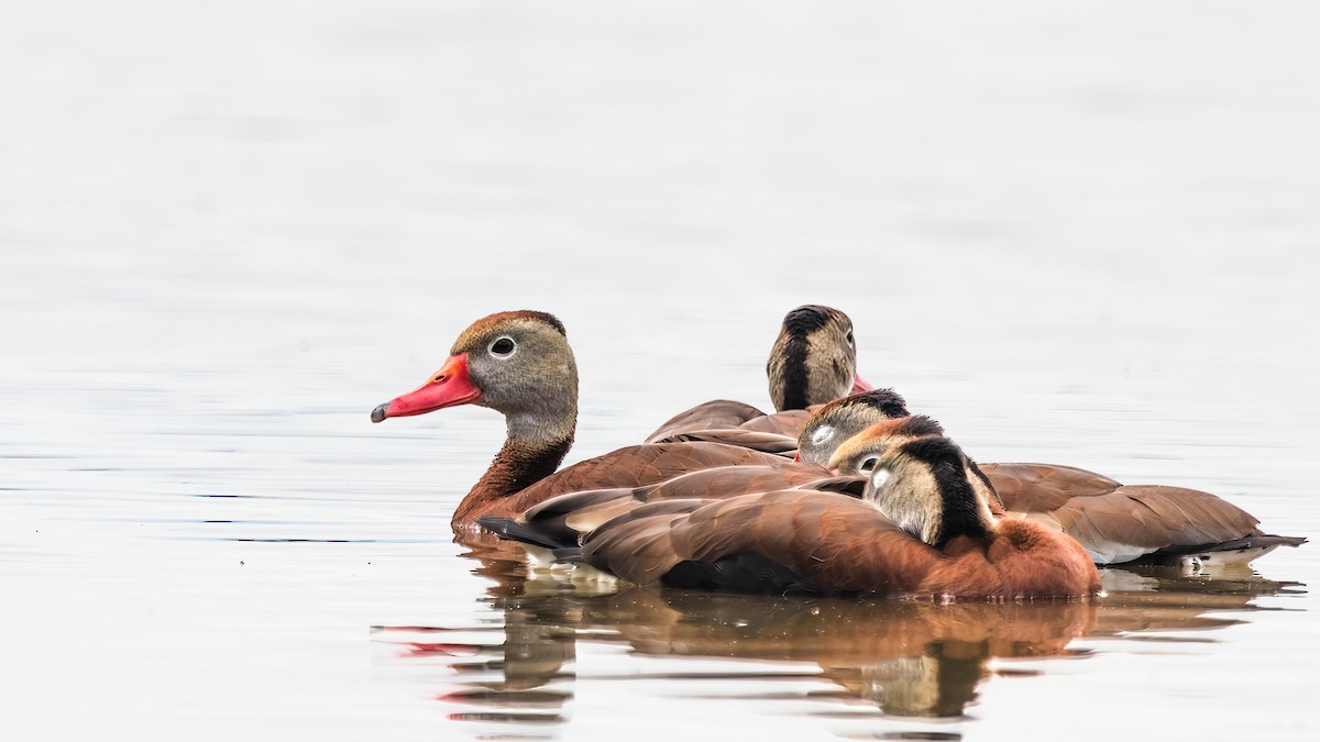 Black-bellied Whistling-Duck - ML636729060