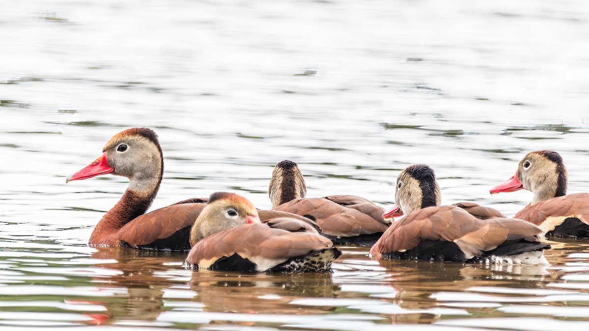 Black-bellied Whistling-Duck - ML636729061
