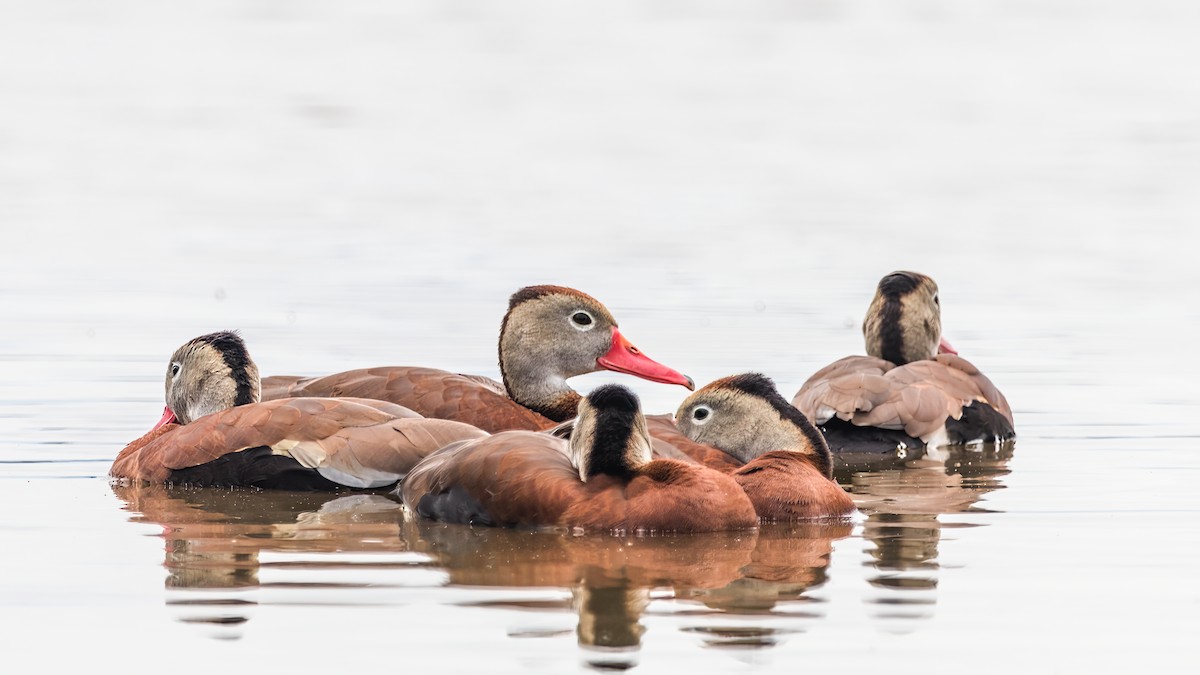 Black-bellied Whistling-Duck - ML636729062