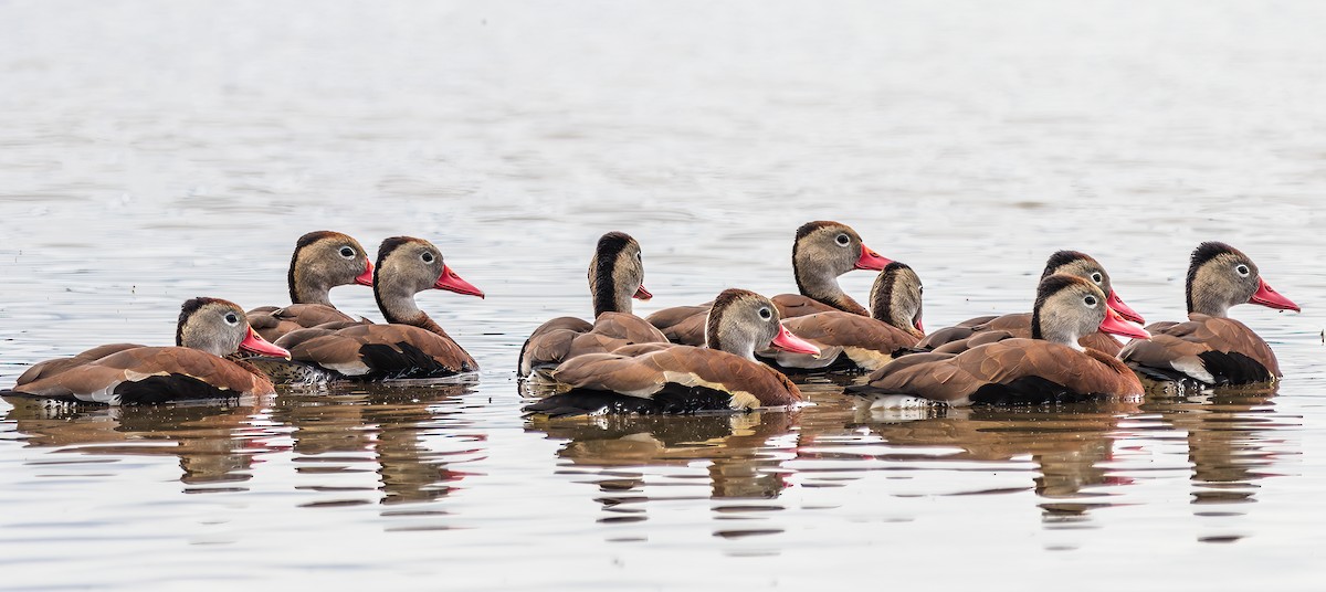 Black-bellied Whistling-Duck - ML636729063