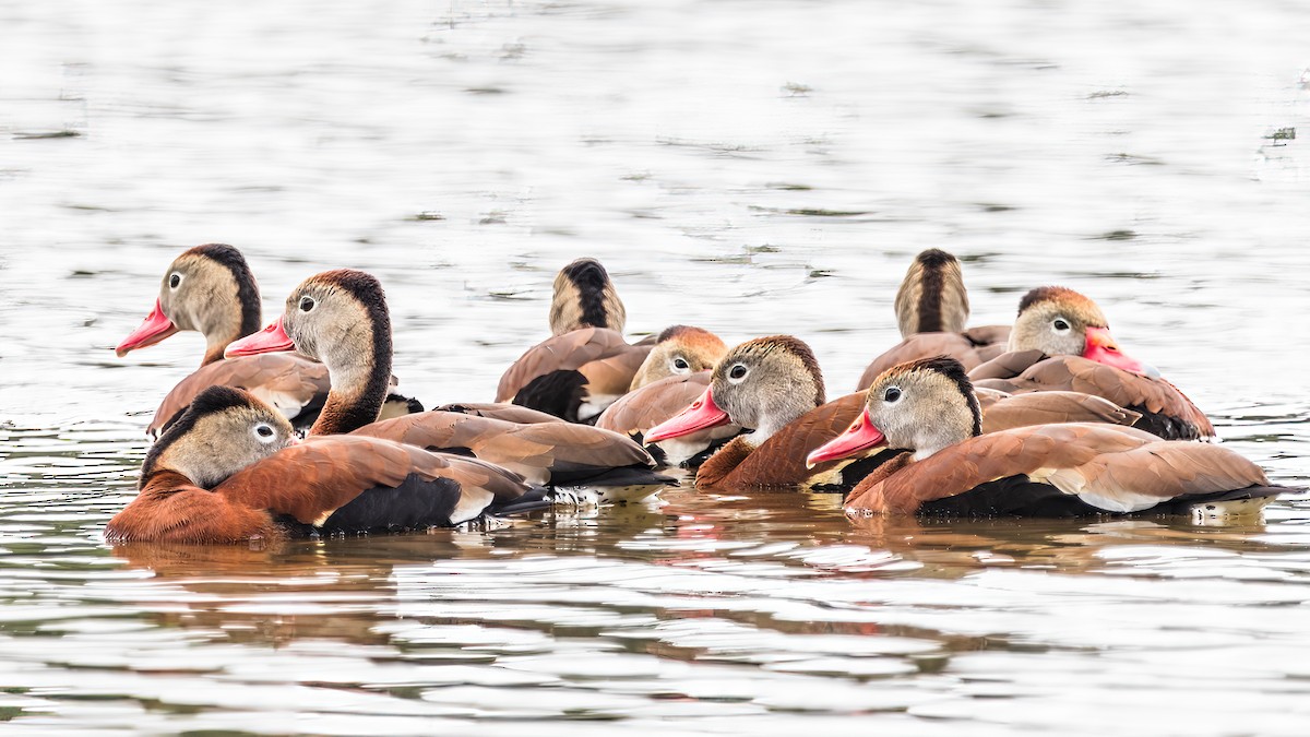 Black-bellied Whistling-Duck - ML636729064