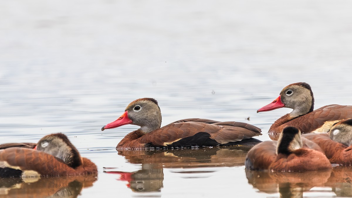Black-bellied Whistling-Duck - ML636729065