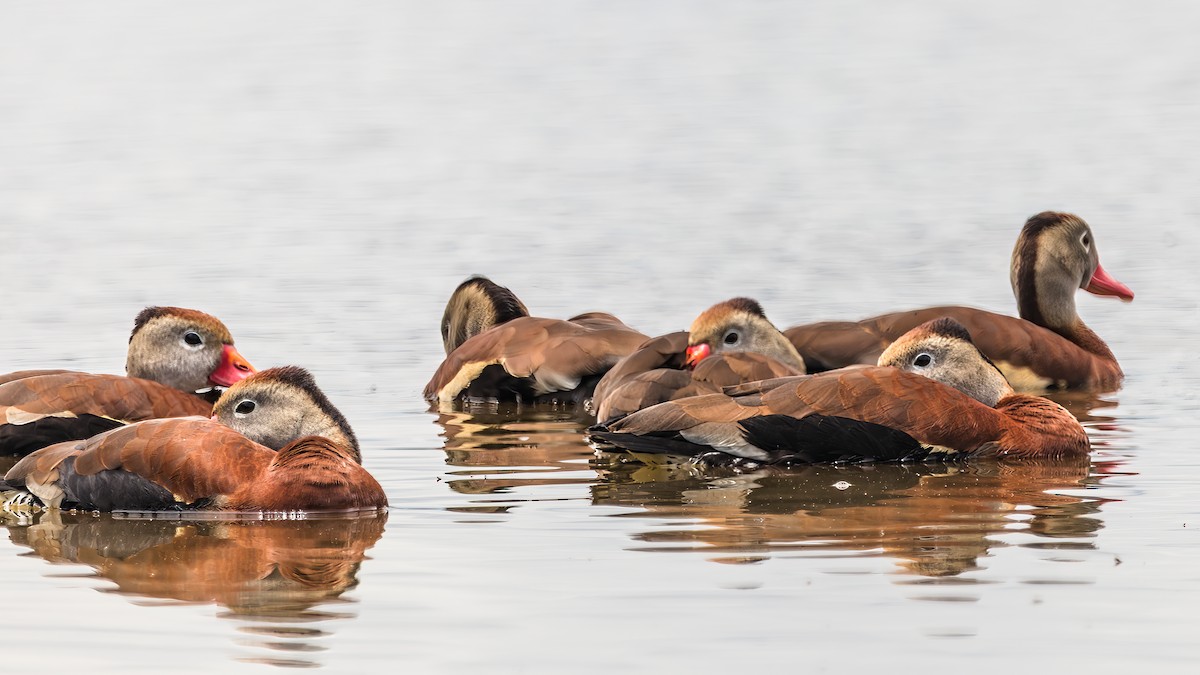 Black-bellied Whistling-Duck - ML636729066