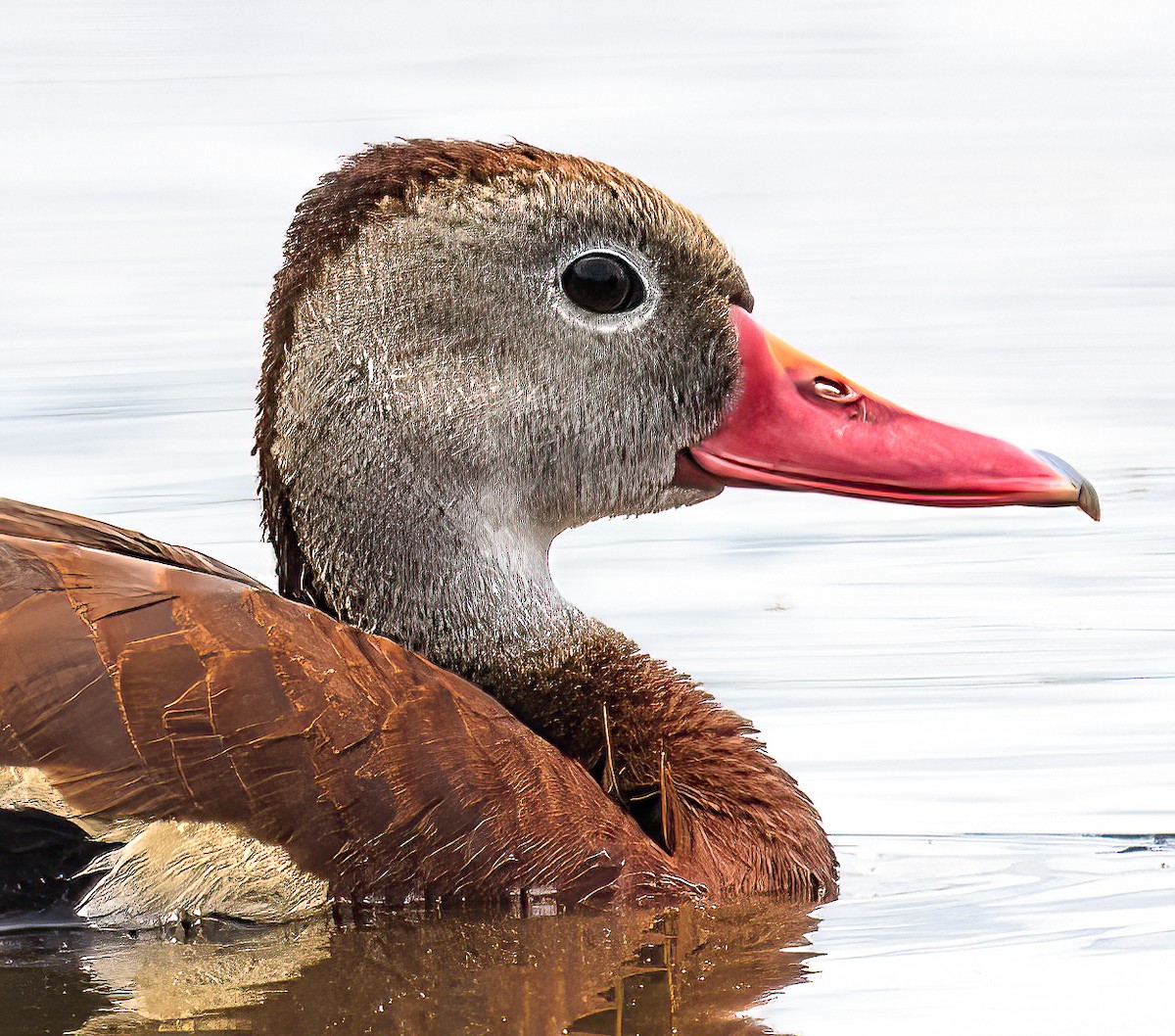 Black-bellied Whistling-Duck - ML636729084