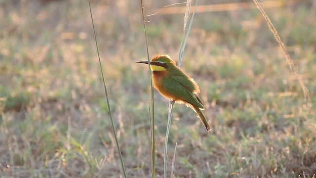 Little Bee-eater - ML636729160