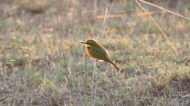 Little Bee-eater - ML636729161