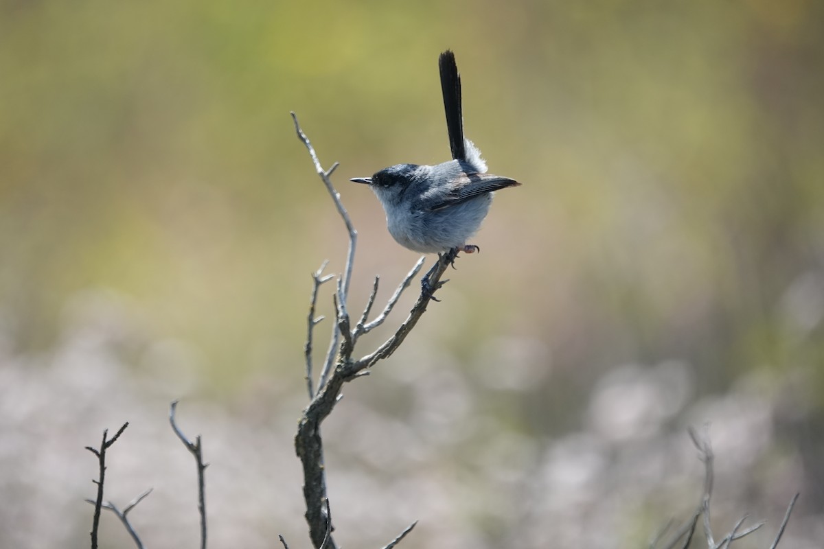 カリフォルニアブユムシクイ - ML636729168