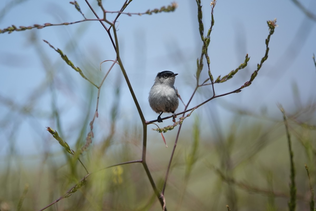 カリフォルニアブユムシクイ - ML636729172