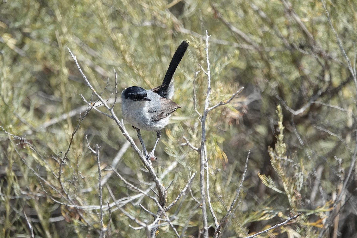 カリフォルニアブユムシクイ - ML636729173